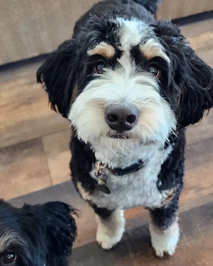 Bernie, a black, white and tan Bernedoodle, looking up at the camera