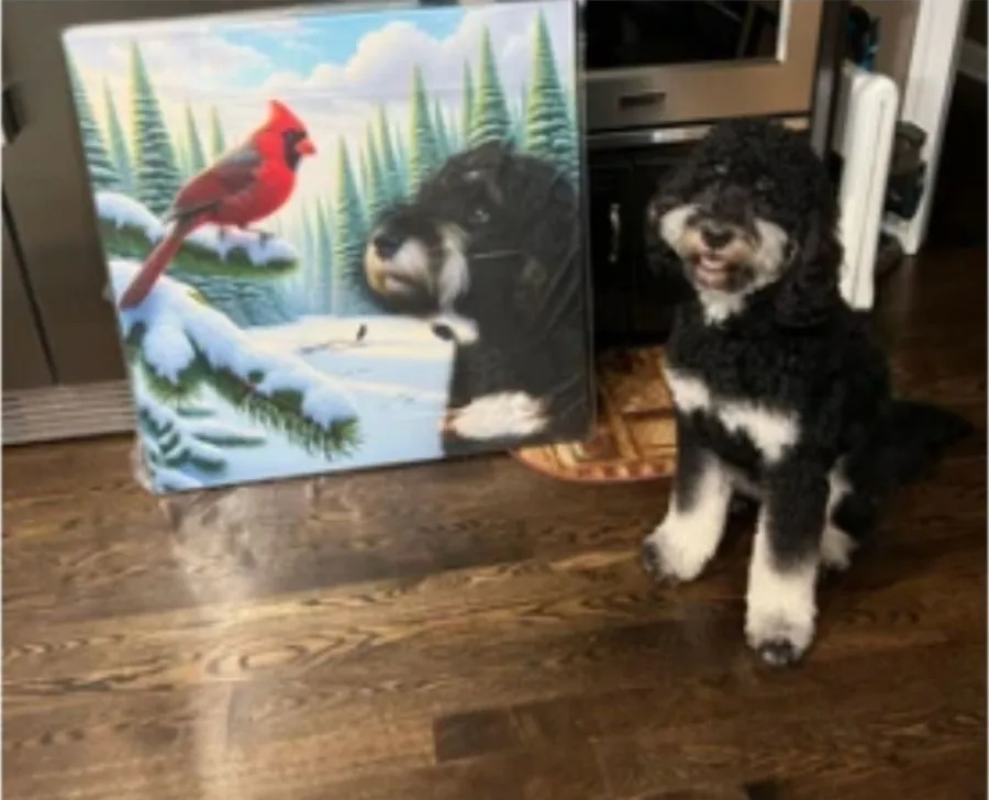 A black and white doodle sitting beside his winter cardinal canvas portrait