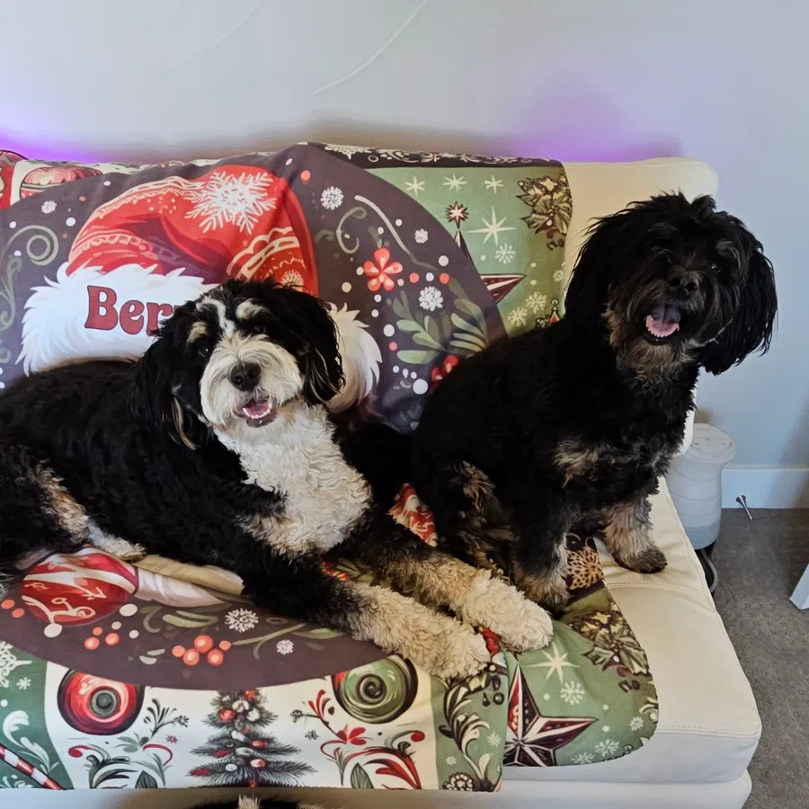 Bernie and Teddi lounging on a holiday blanket with a Bernie pillow
