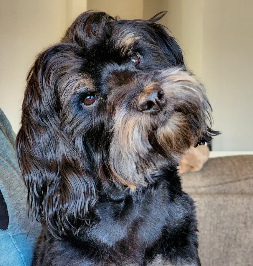 Teddi, a black and tan doodle, tilting her head at the camera